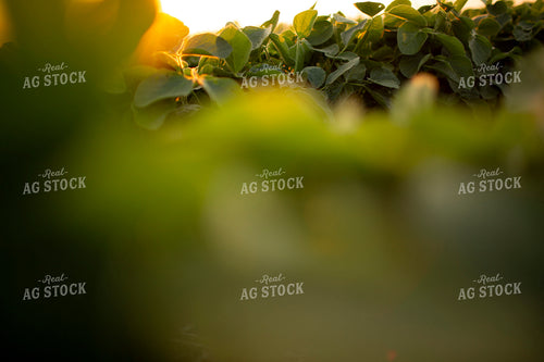 Soybeans - Mid-Season 1477