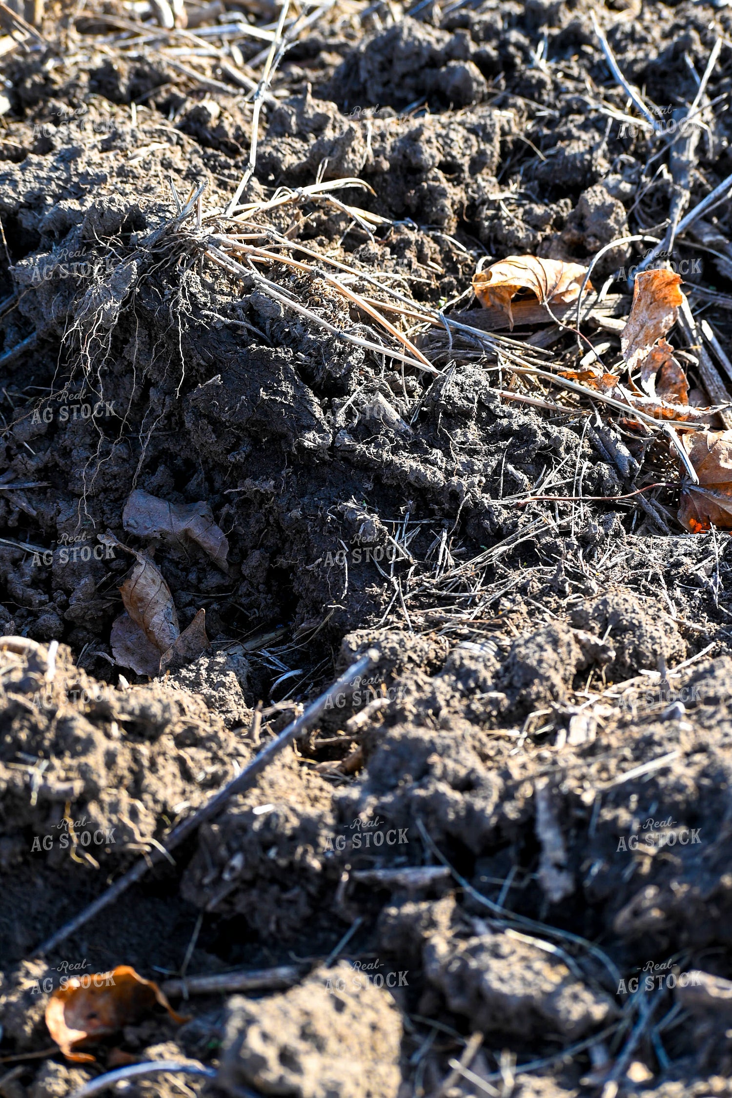 Tilled Soil 166027