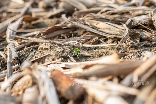 Emerging Soybeans 76695