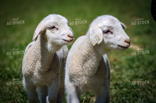 Lambs 84263