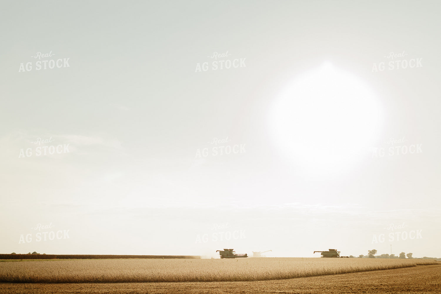 Soybean Harvest 9222