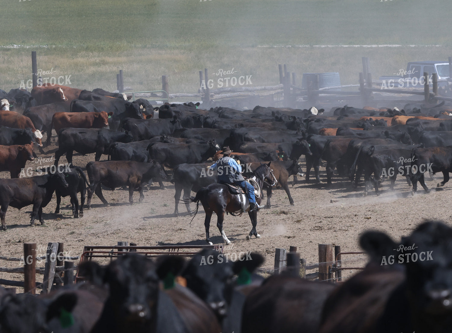 Working Cattle 261111