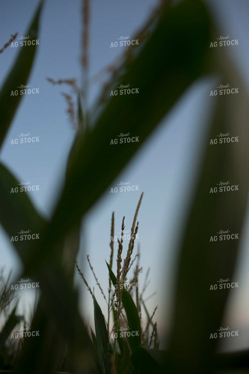 Corn - Mid-Season 1268