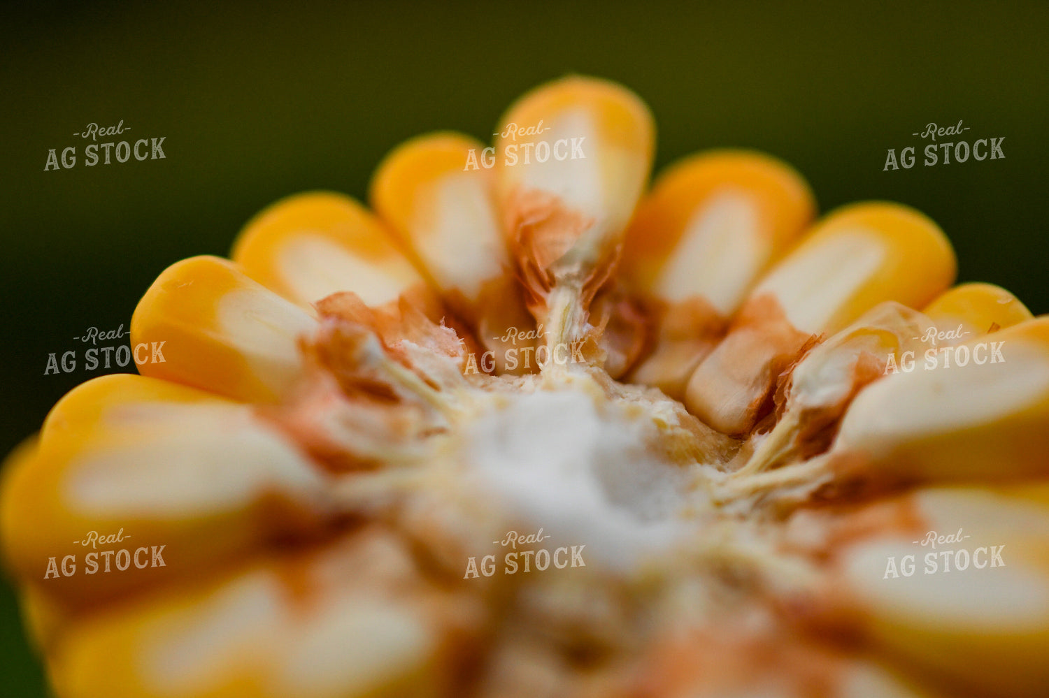 Broken Corn Ear 191250