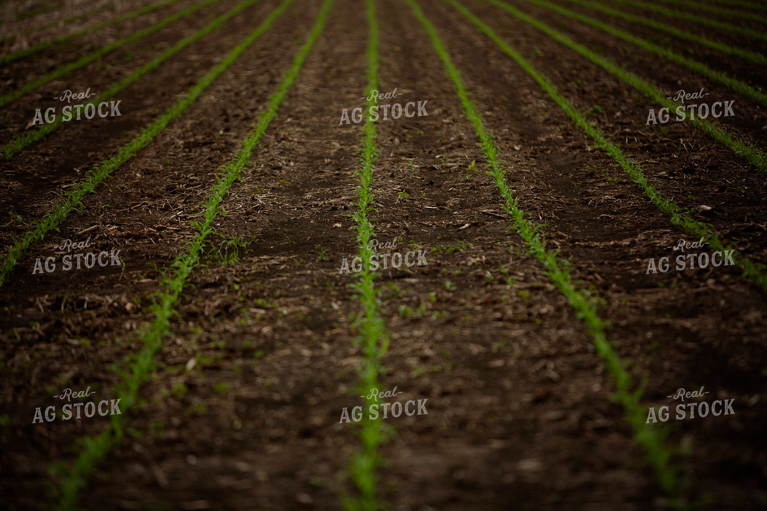 Rows of Corn Plants 6334
