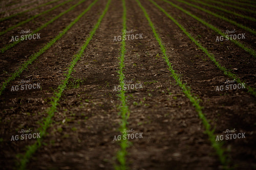 Rows of Corn Plants 6334