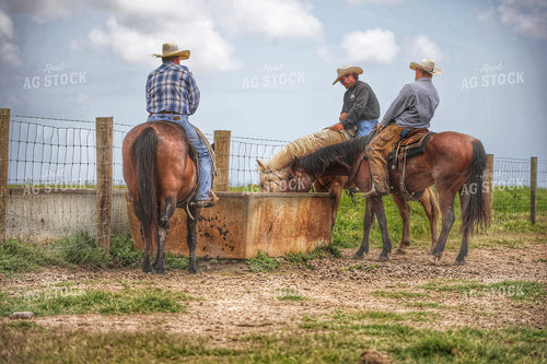 Horses Drinking 210021