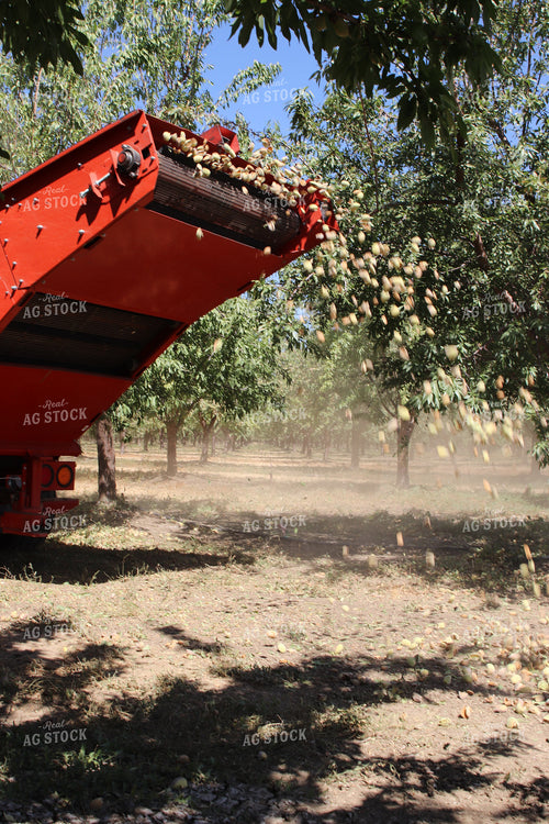 Harvesting Pecans 102145