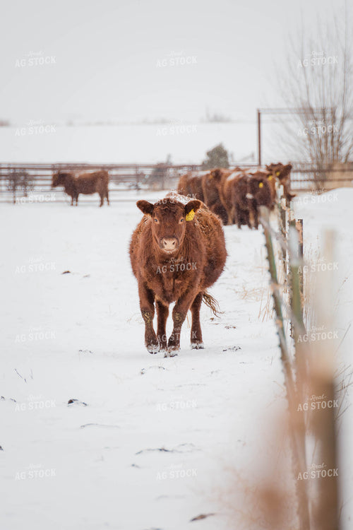 Cattle in Snowy Pasture 97112