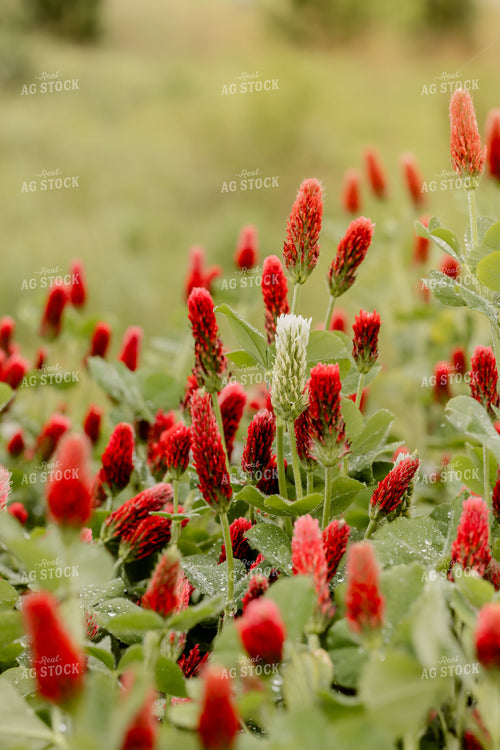 Cover Crop Crimson Clover 104115