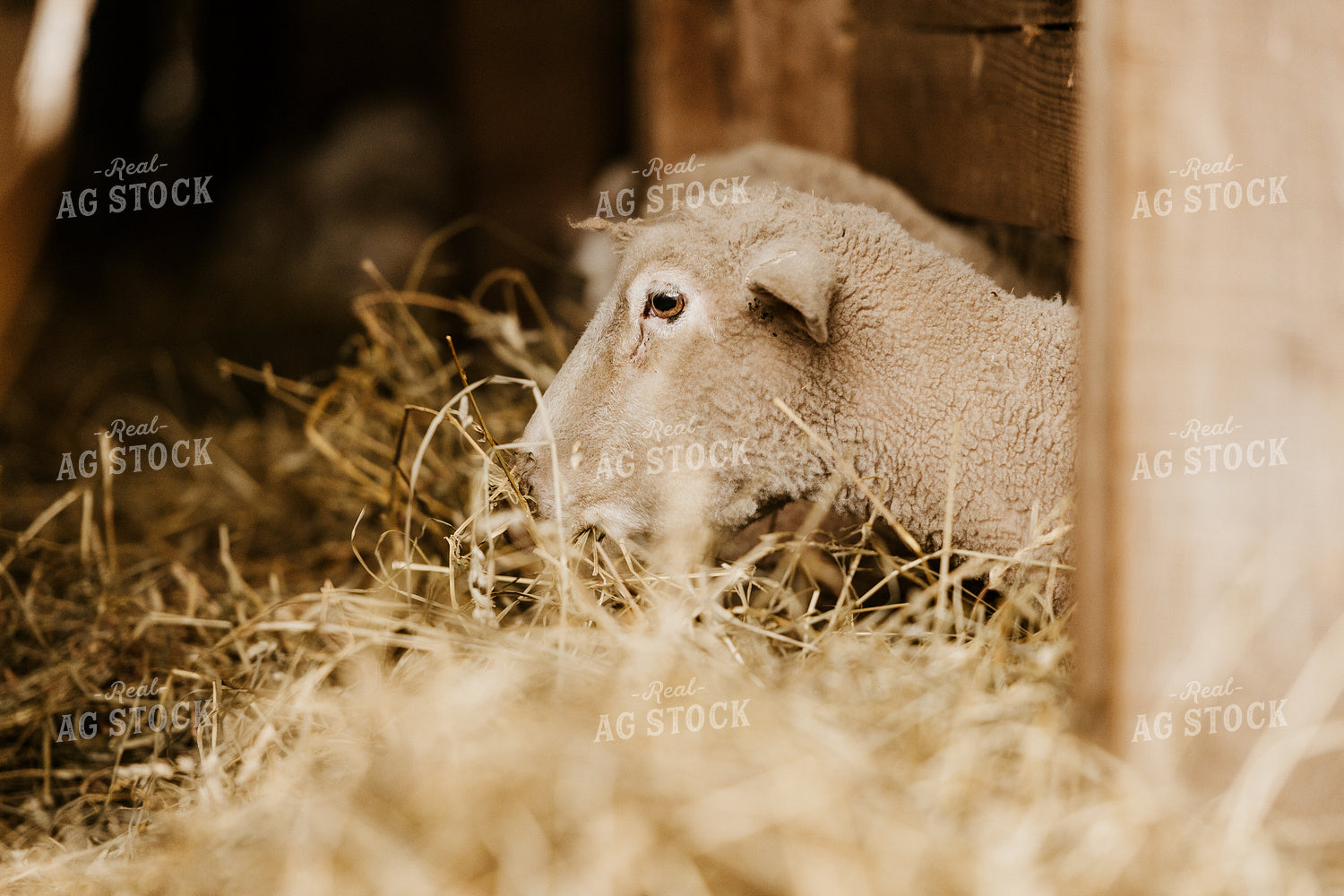 Sheep Eating Straw 68125
