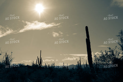 Desert Landscape Silhouette 58003