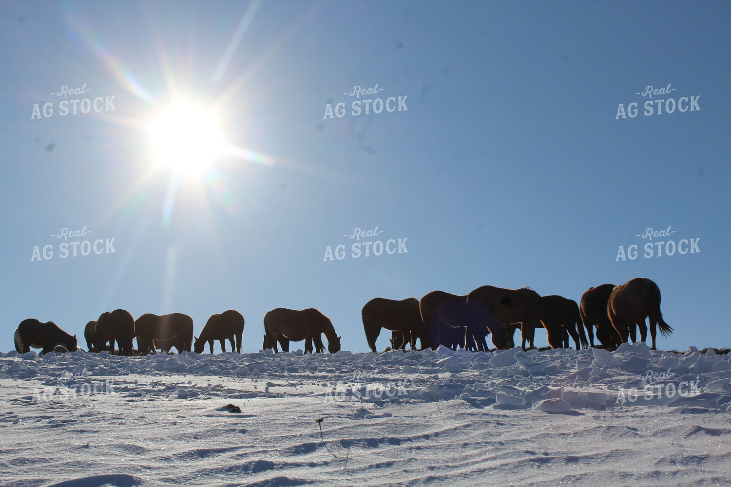 Horses on Snowy Pasture 183008