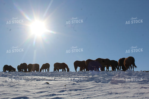 Horses on Snowy Pasture 183008