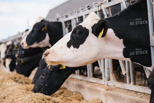 Holstein Cattle Eating 137068