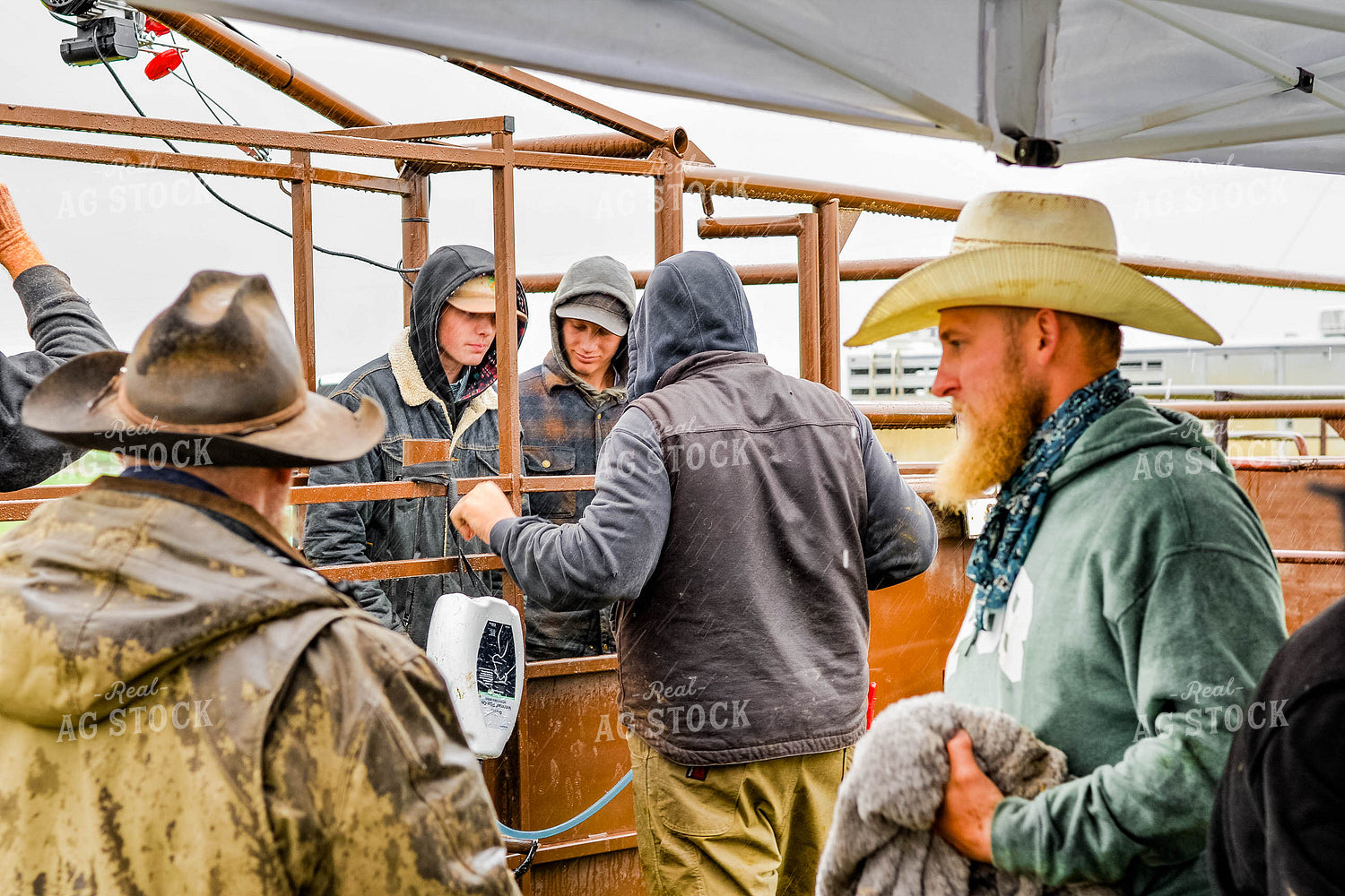 Ranchers Working Cattle 299037