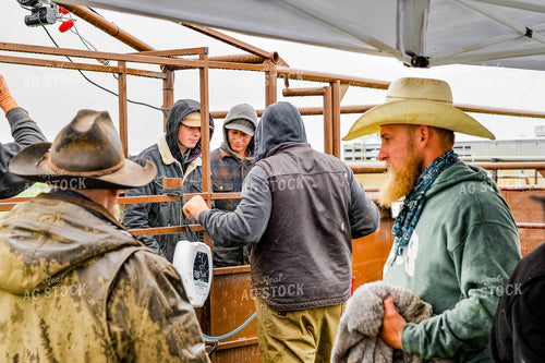 Ranchers Working Cattle 299037