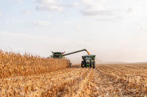 Corn Harvest 115051