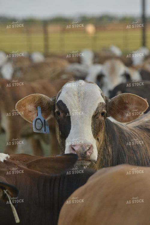 Brahman Cattle 110003