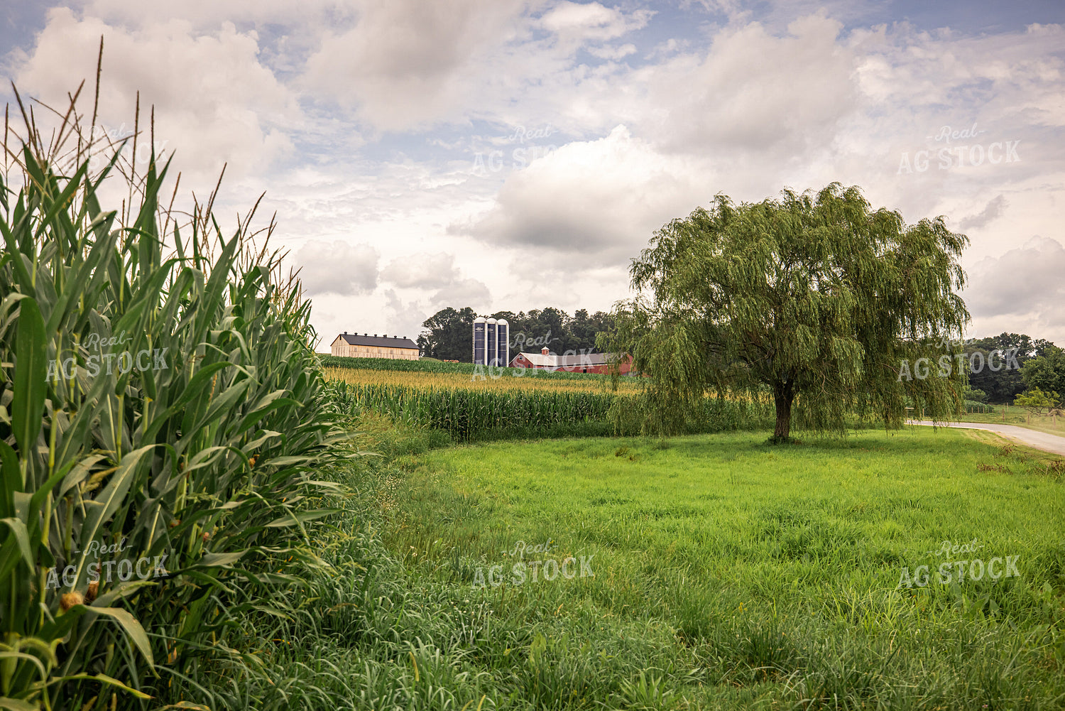 Dairy Farm in Summer 270188