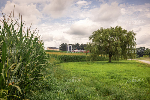 Dairy Farm in Summer 270188