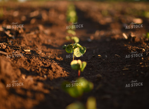 Early Growth Cotton 59095