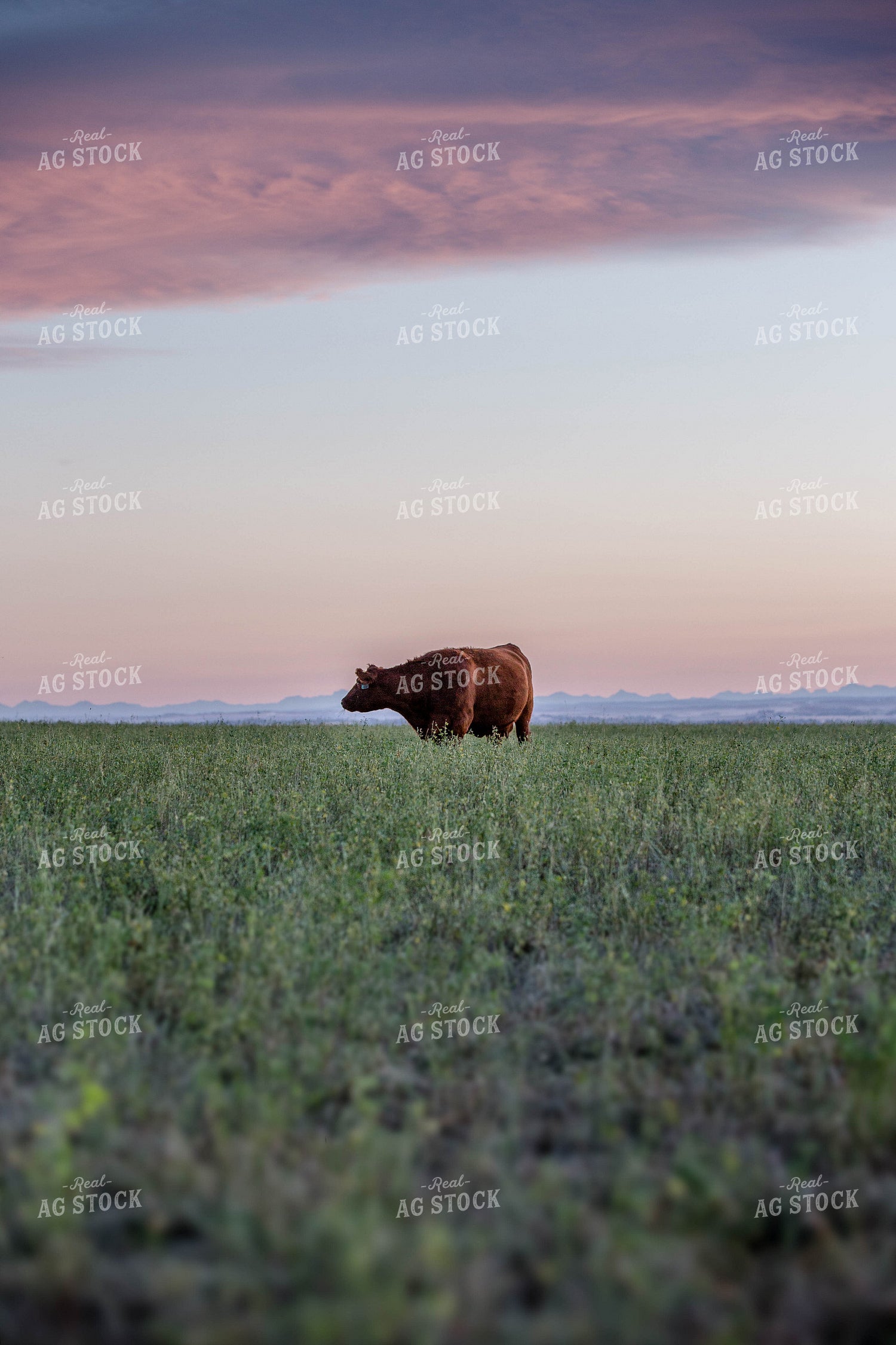 Hereford Cattle on Pasture 81172