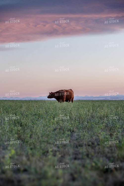 Hereford Cattle on Pasture 81172