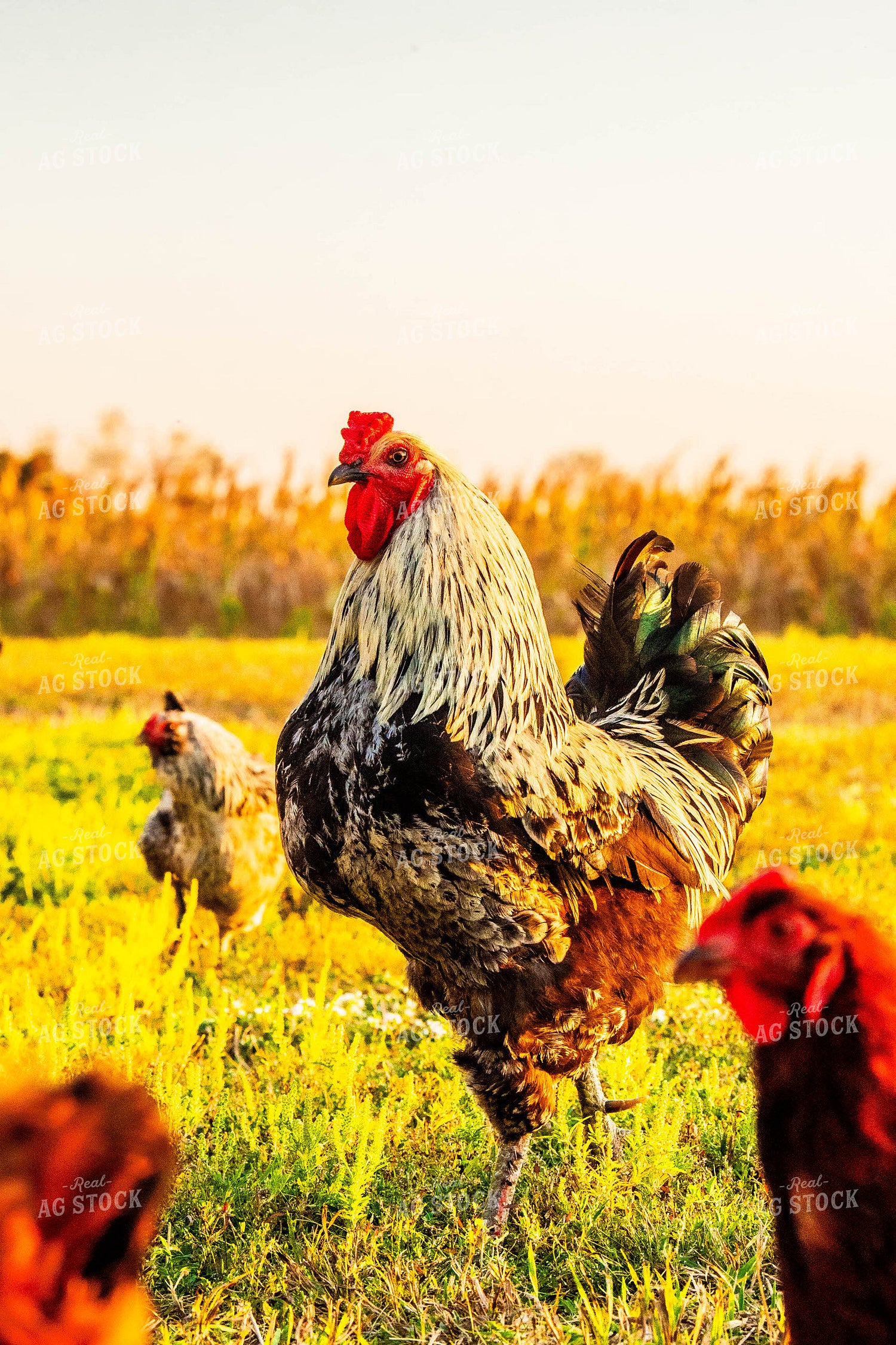 Chickens 299086
