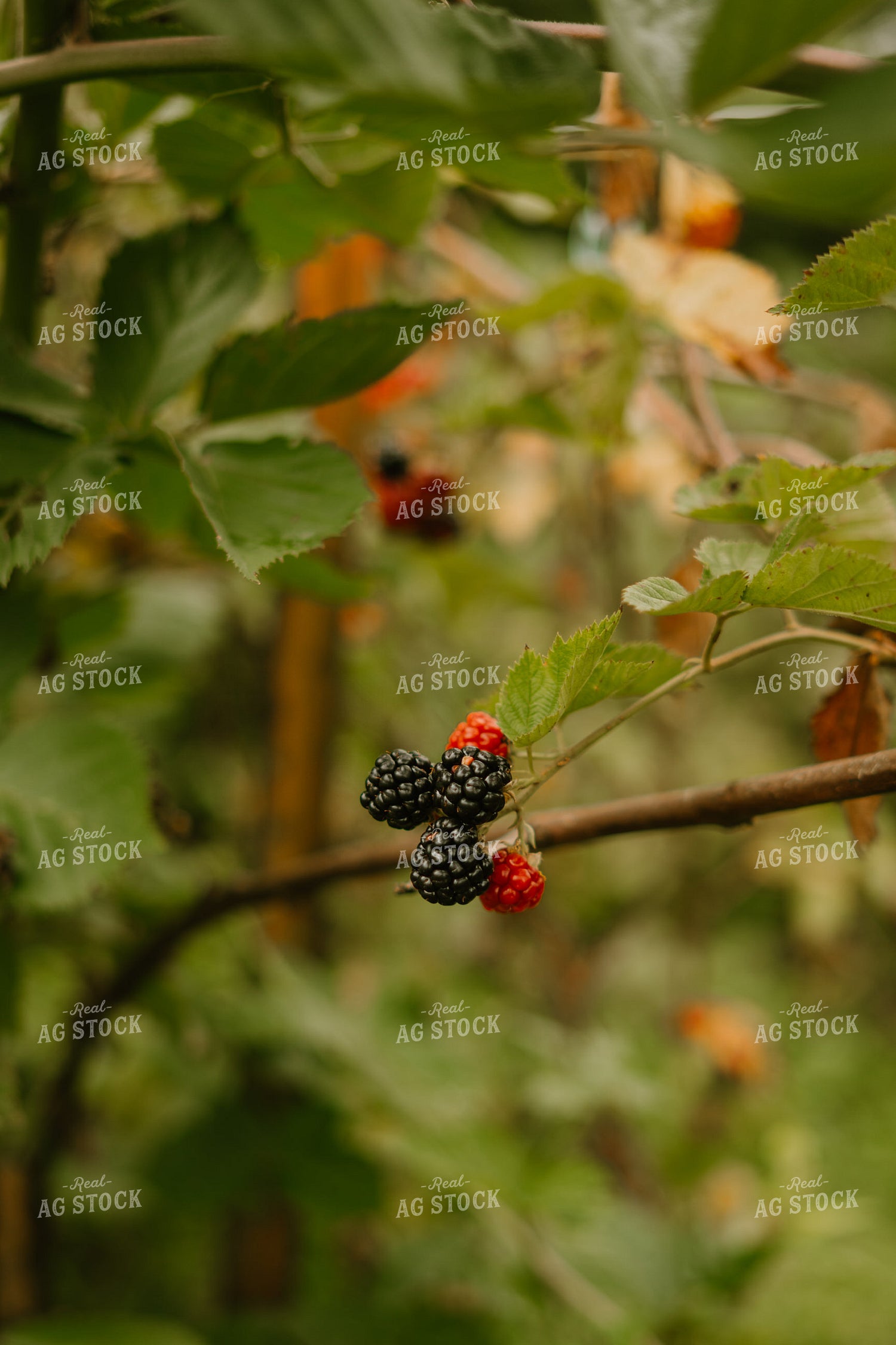 Blackberries 125372
