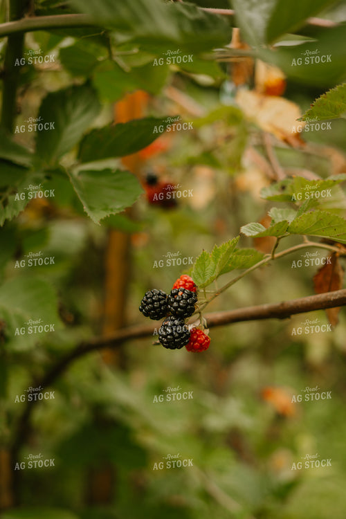 Blackberries 125372