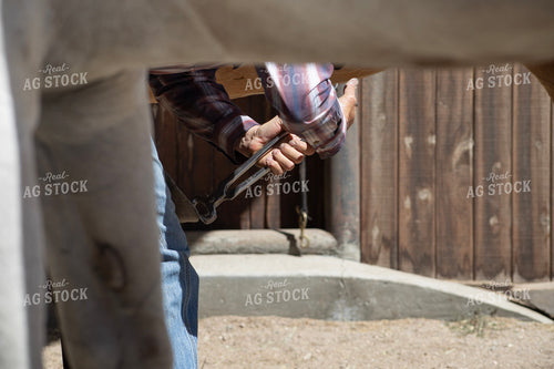 Farrier Trimming Hooves 117449