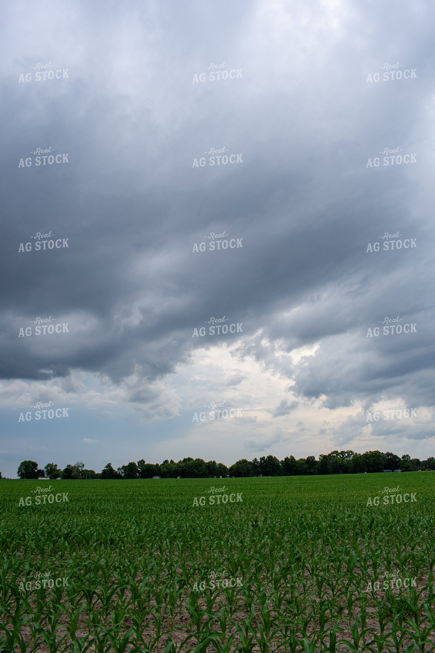 Early Season Corn 156141