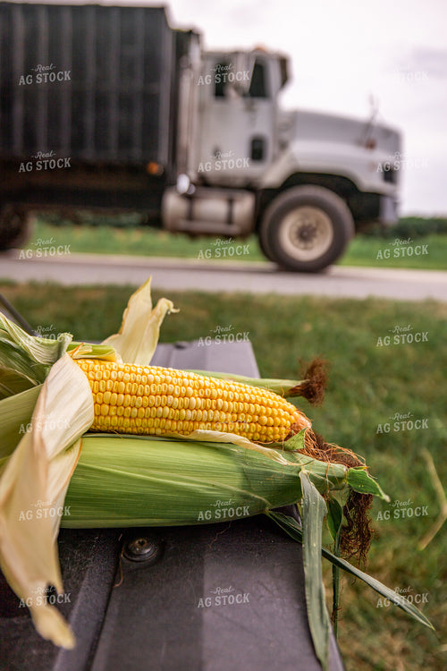 Dented Corn on Truckbed 270621