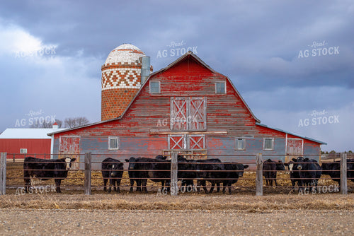 Cattle by Barn 299048