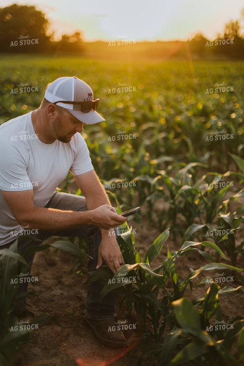 Farmer Taking Picture of Corn with Phone 8828