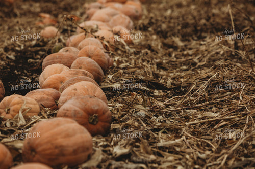 Food Pumpkins 3539