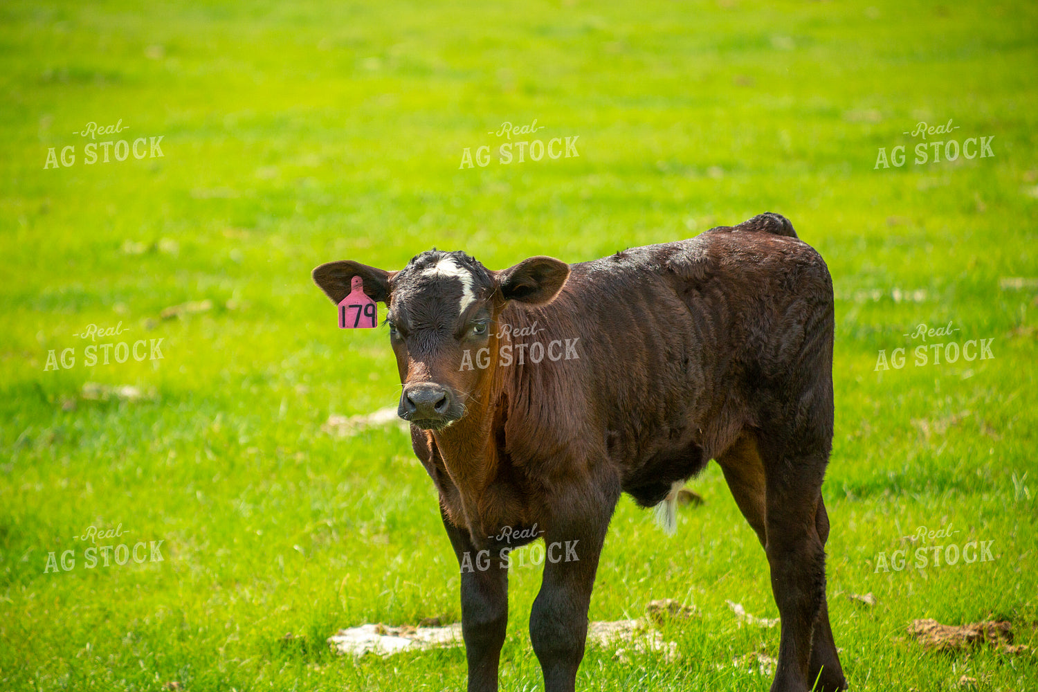 Angus Calf 155515
