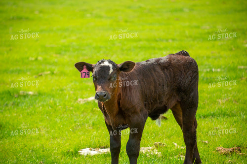 Angus Calf 155515