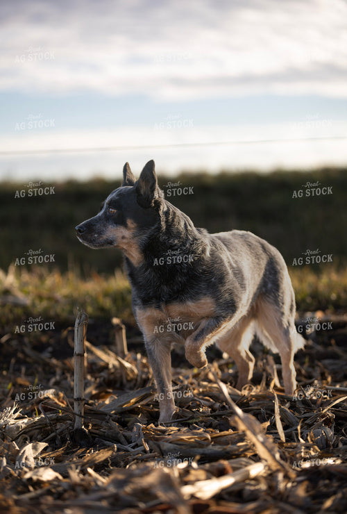 Cattle Dog in Corn Stalks 305034