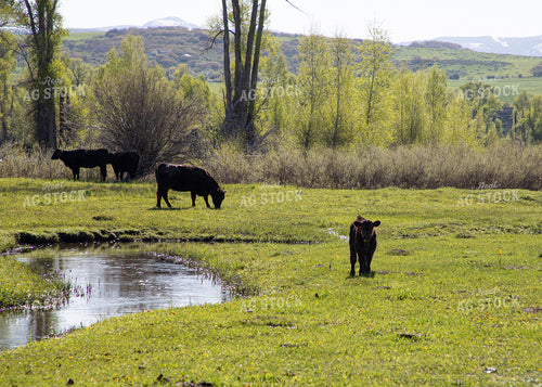 Cows & Calves in Pasture in the Foothills Along Creek 117044