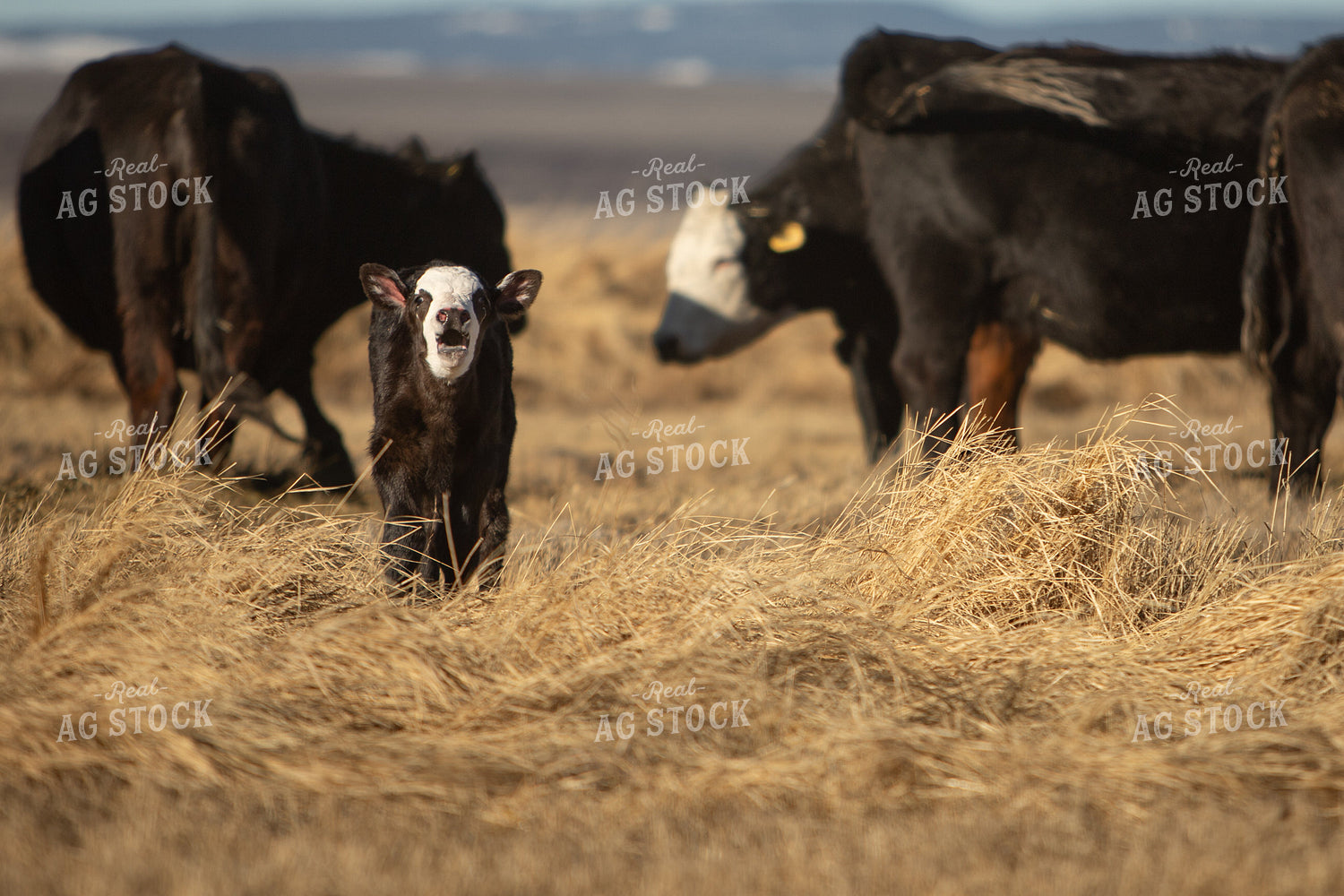 Black Baldy Cattle 78178