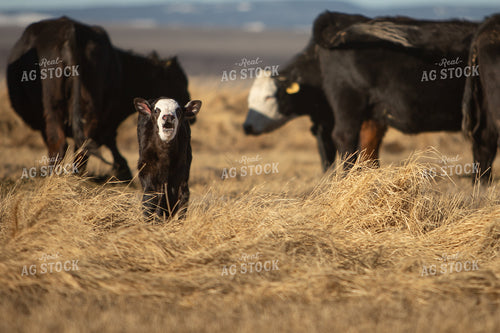 Black Baldy Cattle 78178