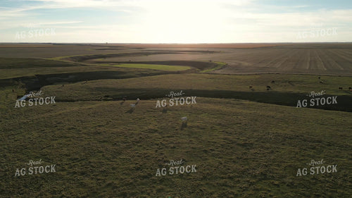 Aerial of Cattle on Pasture 268263