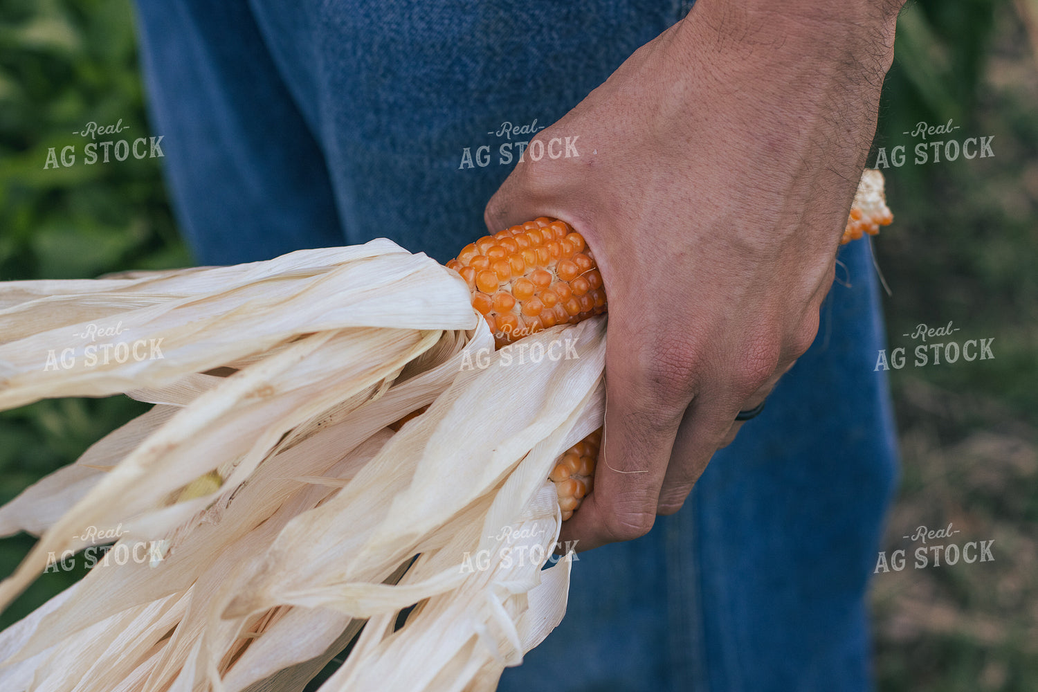 Farmer Holding Popcorn Ears 162018