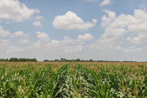 Tassling Corn Field 59101