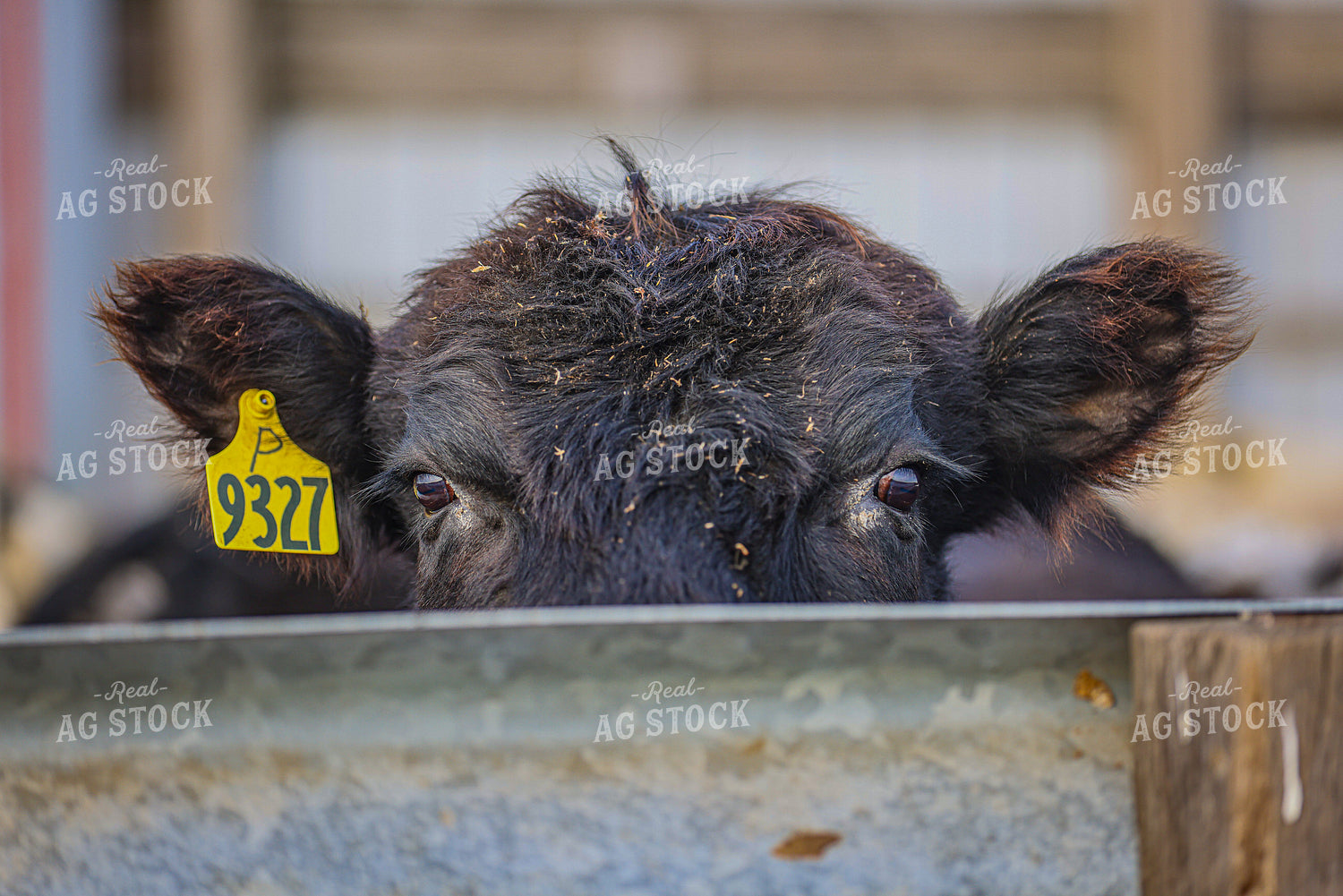 Angus Bull Close Up 160491