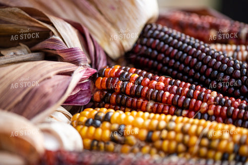 Maize 76039