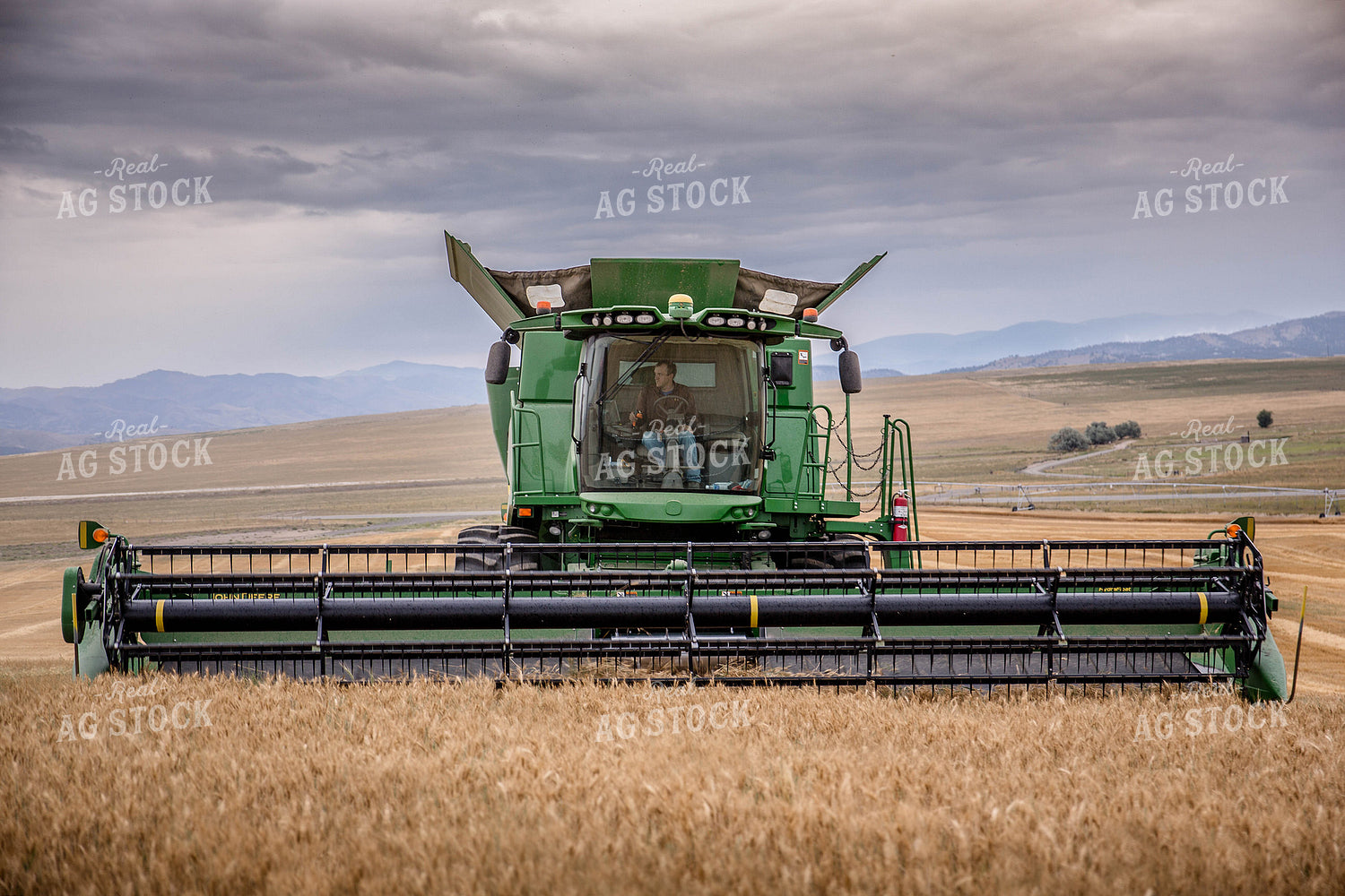 Wheat Harvest 81180