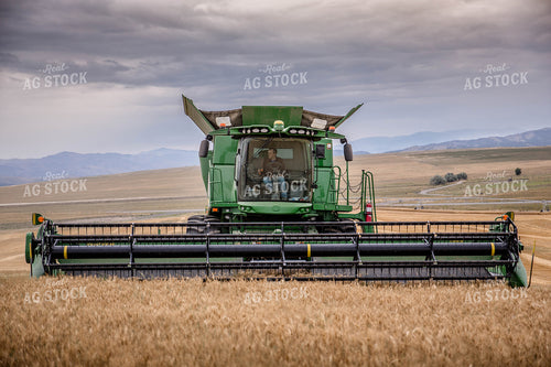 Wheat Harvest 81180